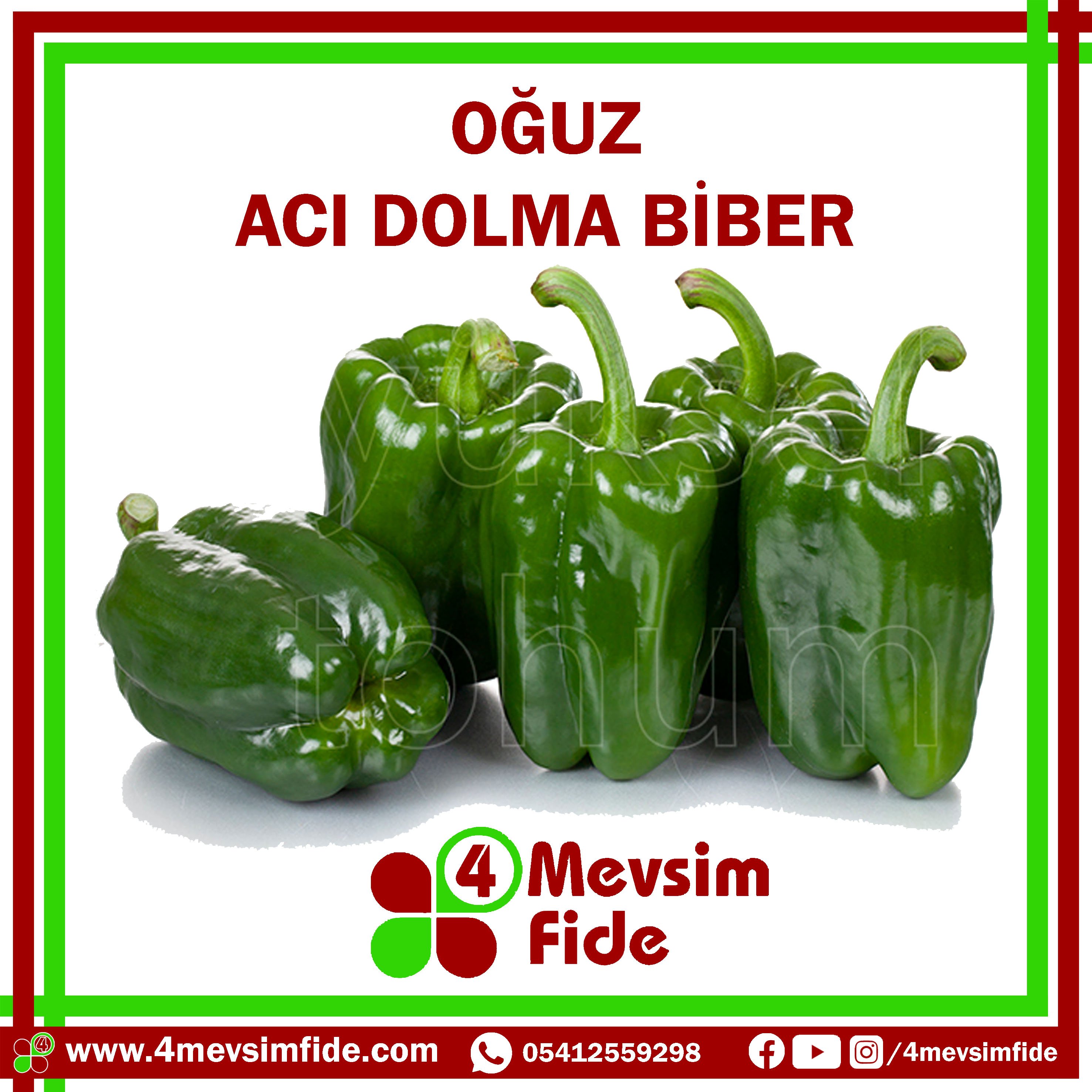 Oğuz F1 Dolma Biber